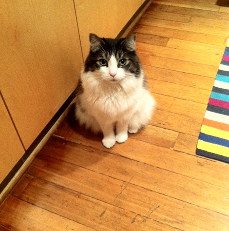 Seattle passover dessert